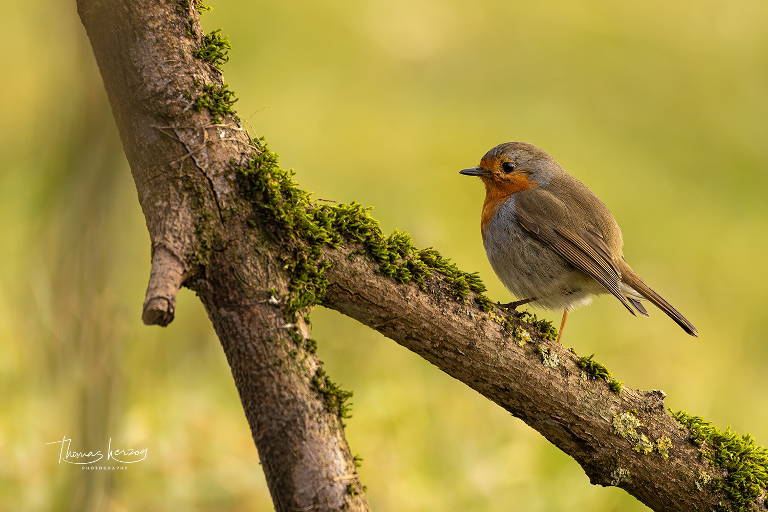 Robin