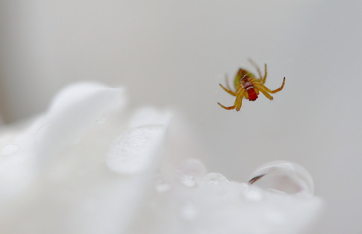 Spinne kopfüber