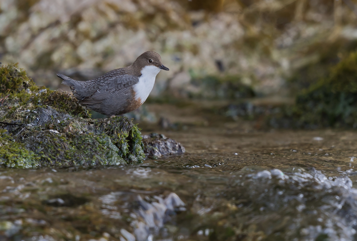 Wasseramsel