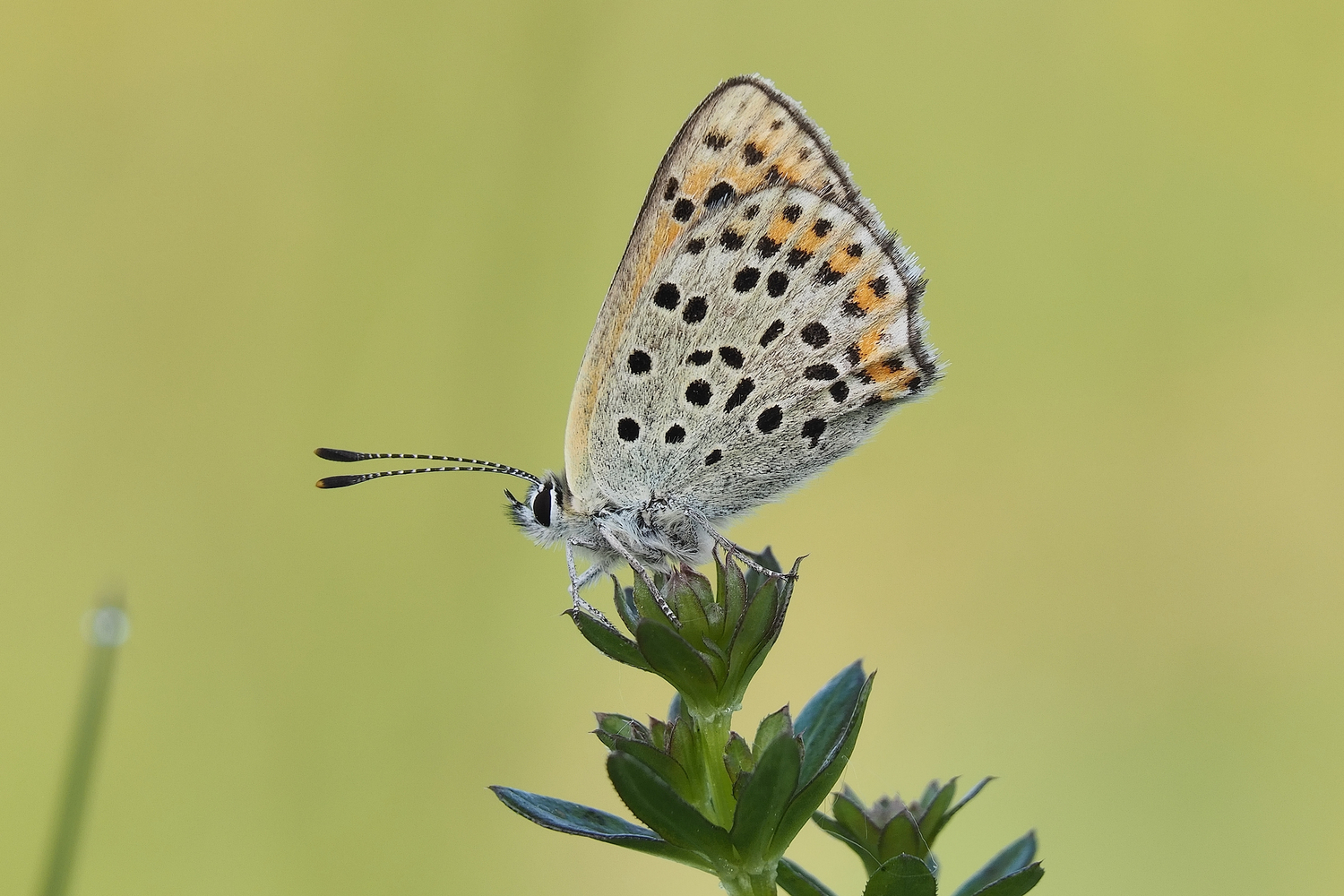 brauner Feuerfalter (lycaena tityrus)