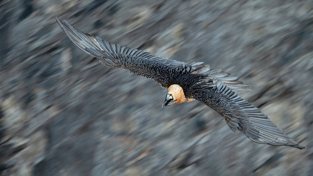 Speed