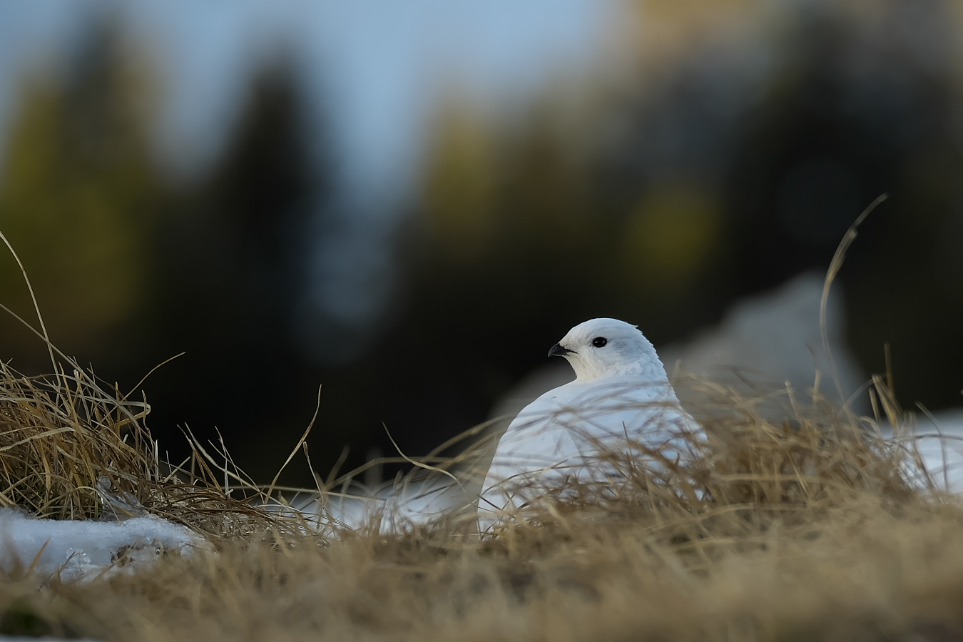 Schneehuhn