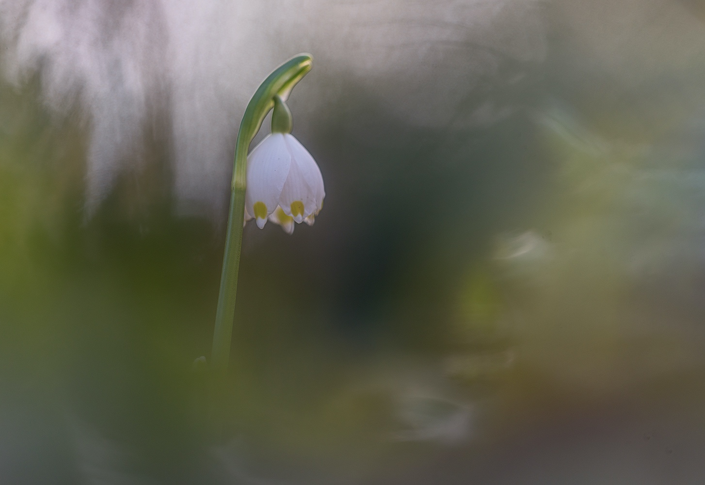 Märzenbecher im Zauberwald