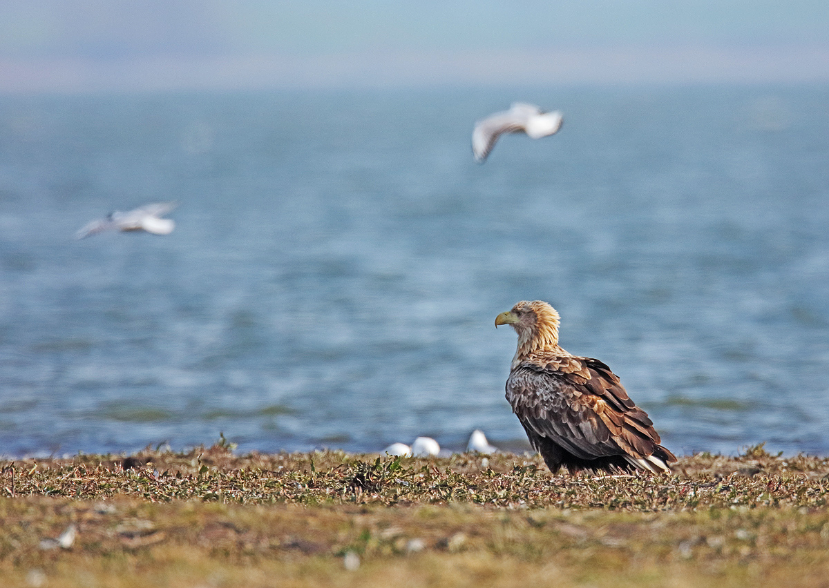 Am Bodden...