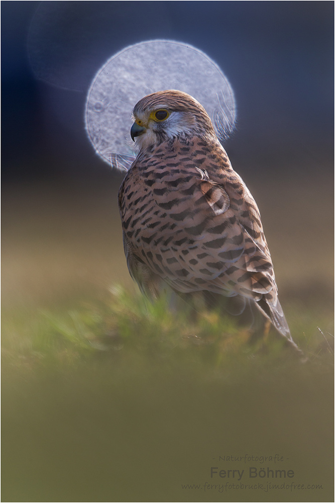 Die heilige Falkine ...
