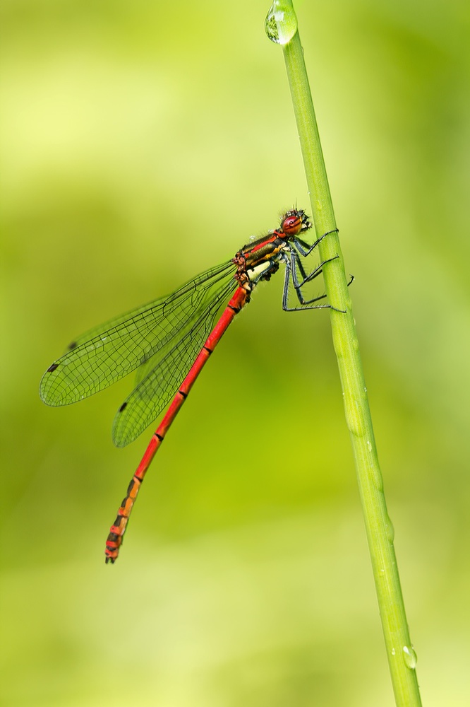 Frühe Adonislibelle