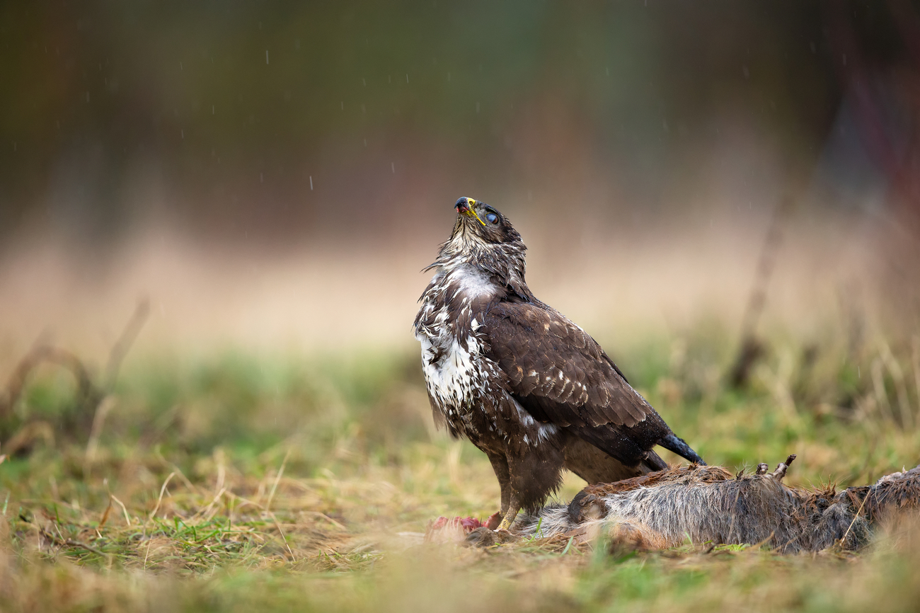 endlich Regen