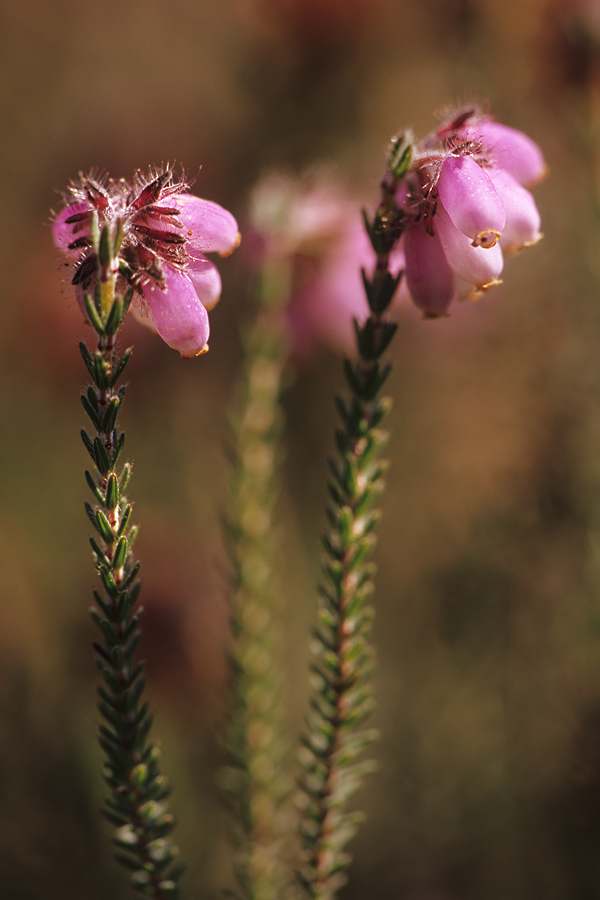 Glocken-Heide (Erica tetralix)