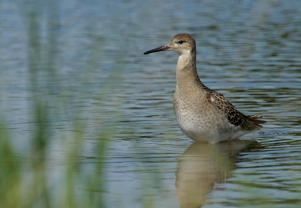 Kampfläufer (Philomachus pugnax)juv.