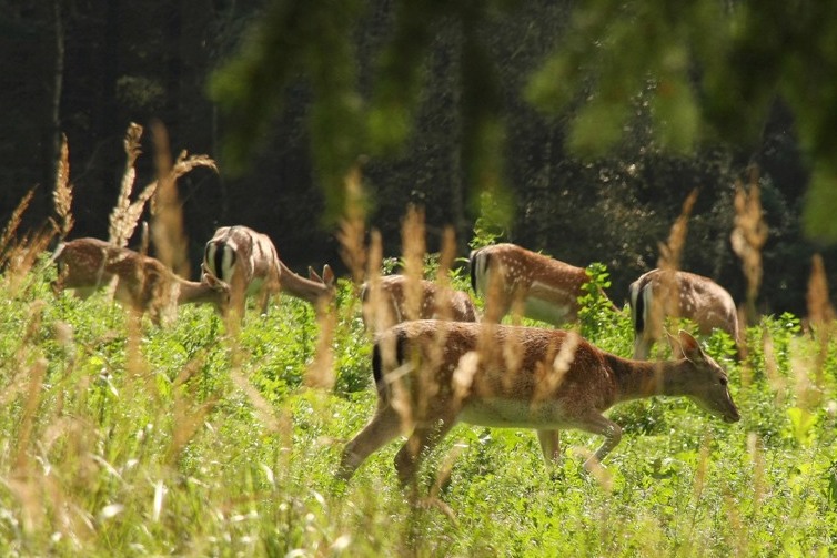 Damwild auf Lichtung