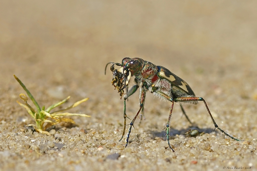 Sandlaufkäfer mit Beute