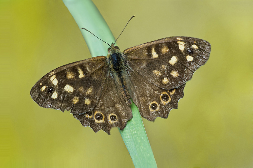 Waldbrettspiel ( Pararge aegeria )