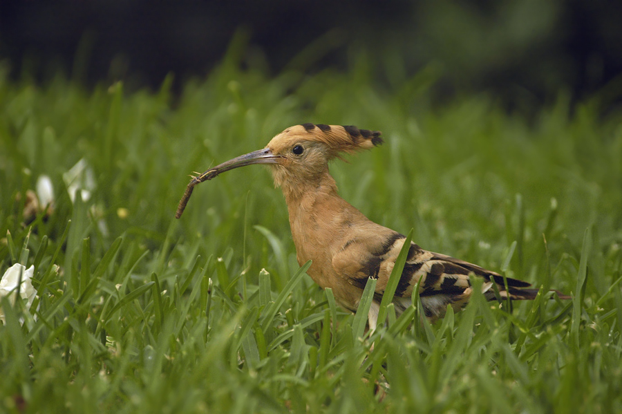 Der frühe Vogel fängt den Wurm