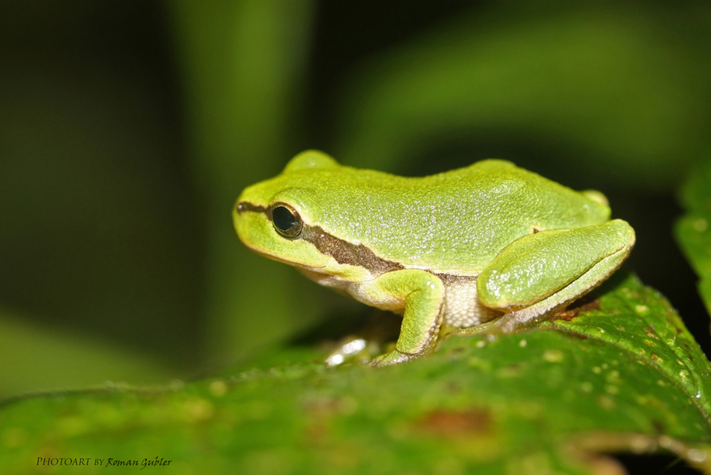 Laubfrosch