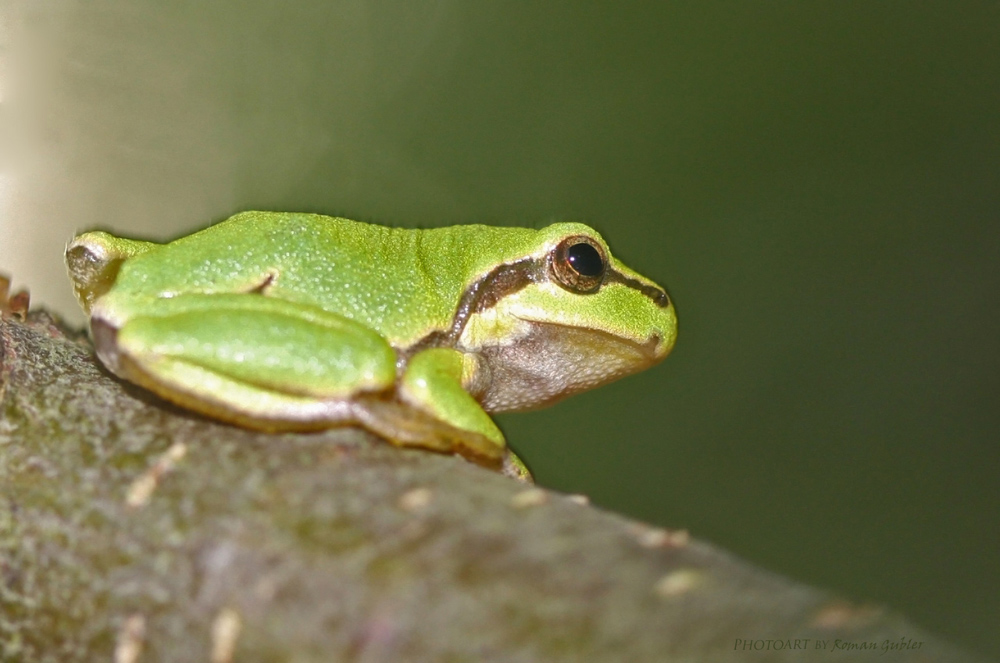 Laubfrosch auf Baum