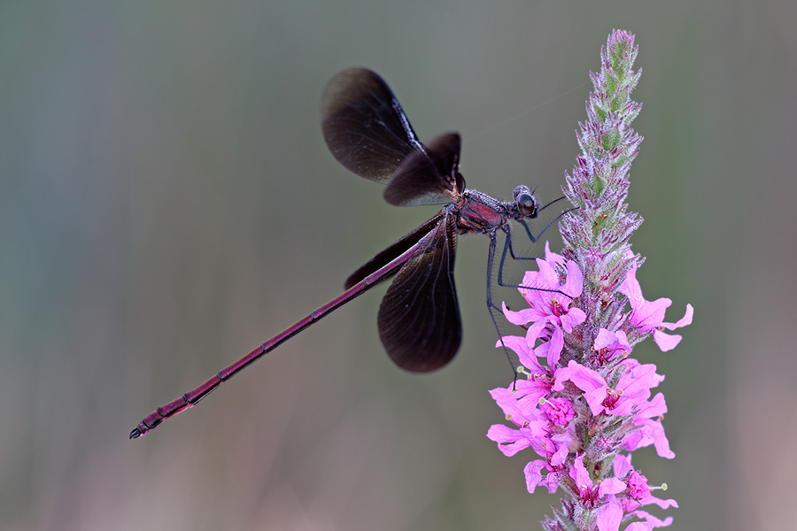 Mann mit Blumen