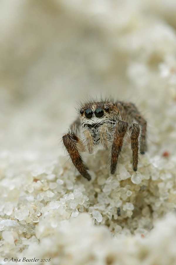 Kreuzspringspinne (pellenes tripunctatus)