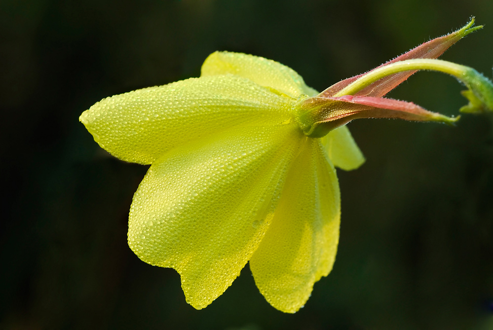 Gewöhnliche bzw. Gemeine Nachtkerze ( Oenothera biennis )