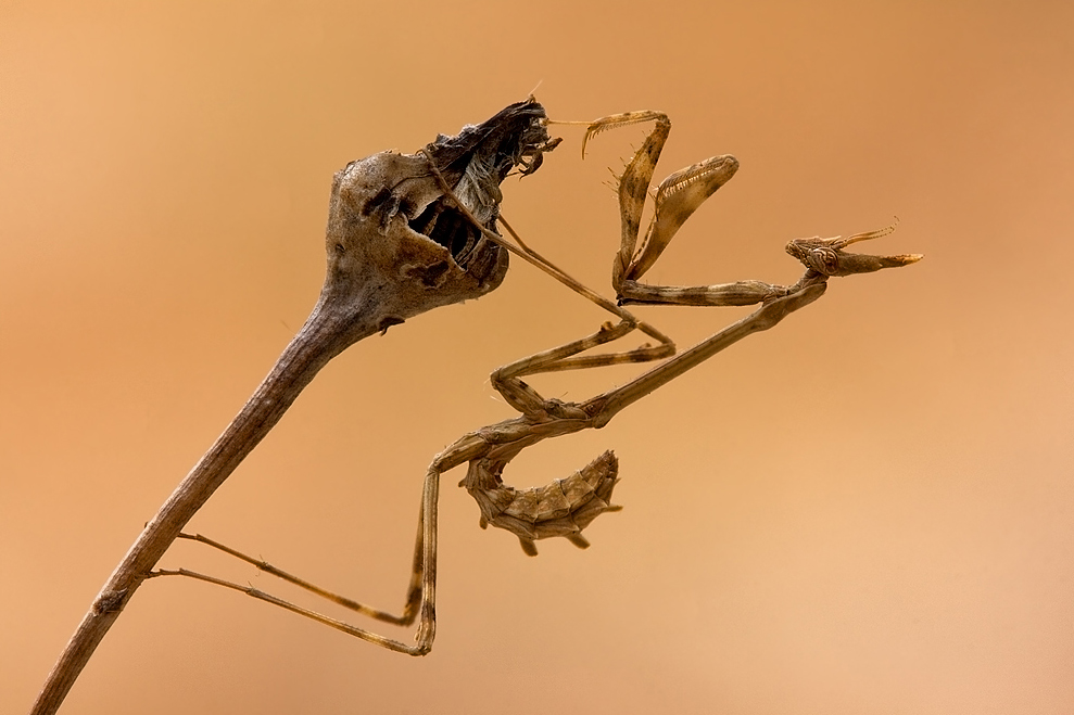 Empusa pennata