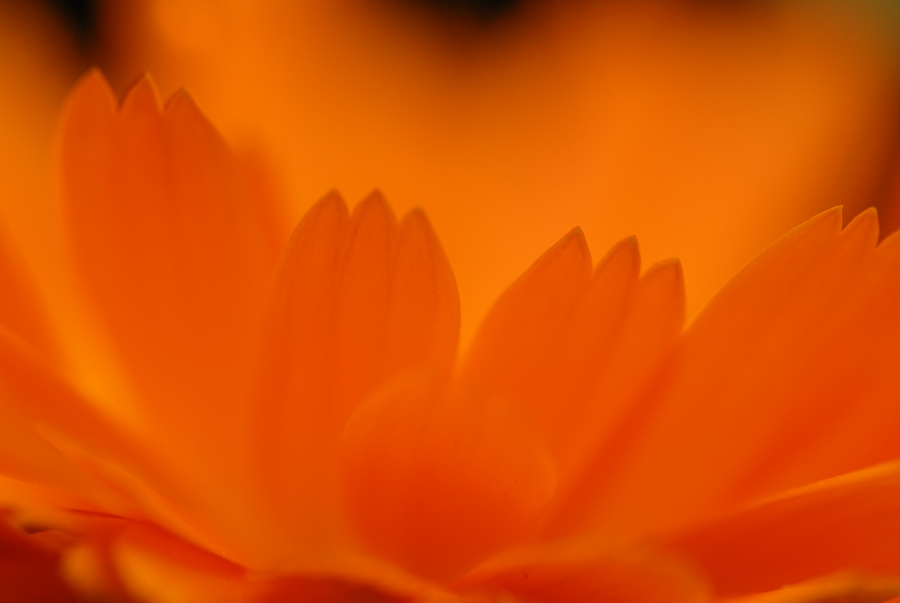 Firedance