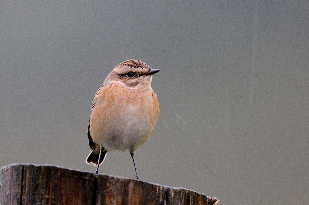 Braunkehlchen