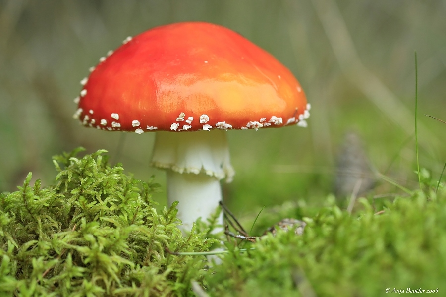 Fliegenpilz        (Amanita muscaria)