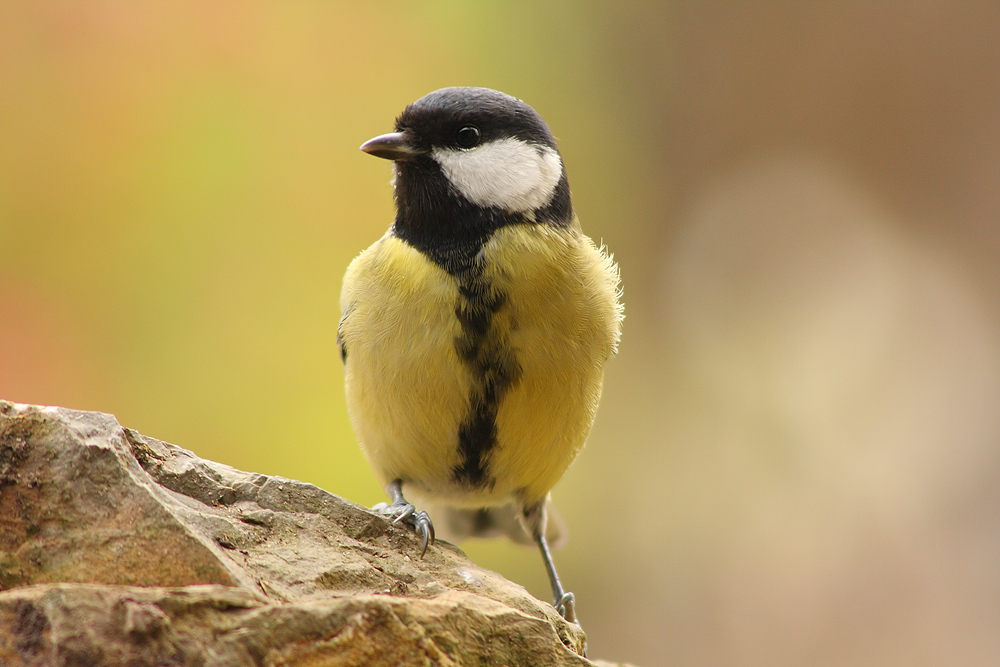 Parus major