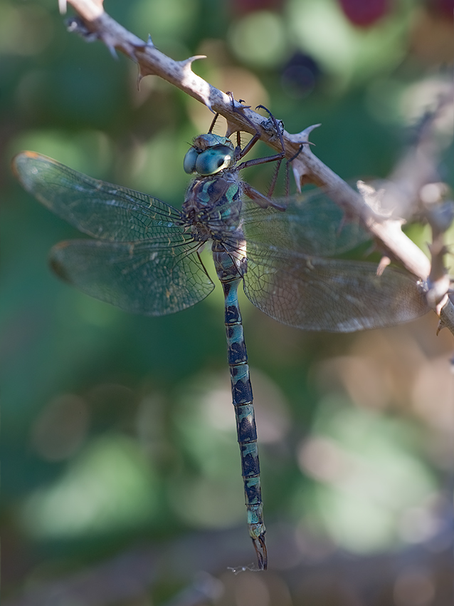 Westliche Geisterlibelle