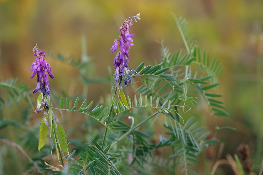 Vogel-Wicke (Vicia cracca)