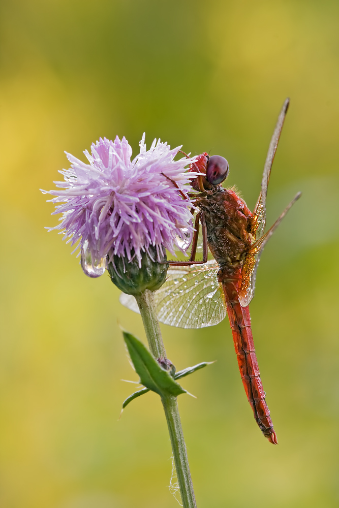 Feuerlibelle (Crocothemis erythraea)