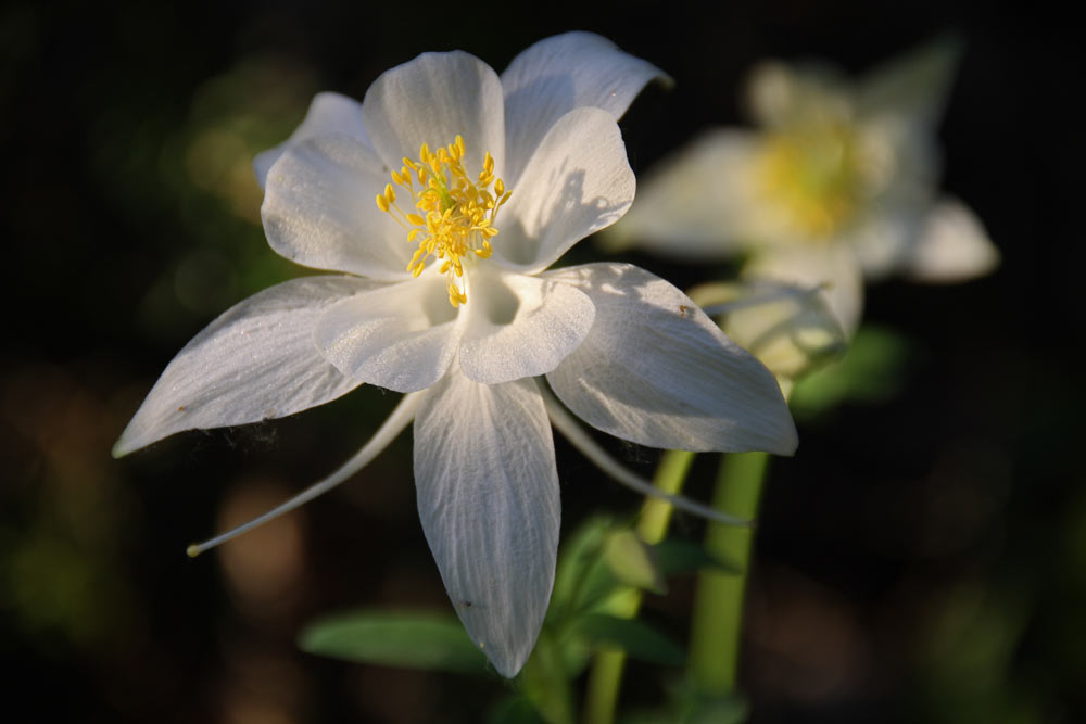 Yellow columbine