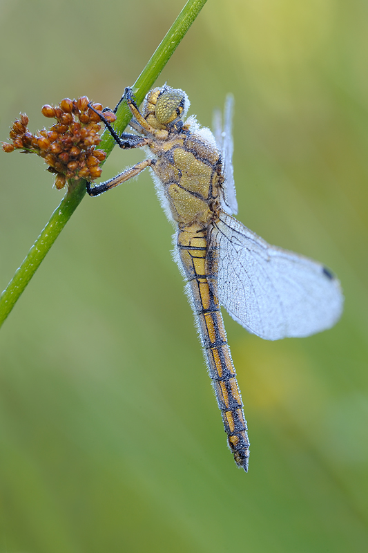 Orthetrum cancellatum