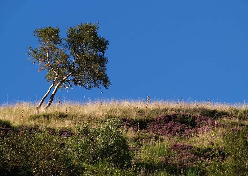 ~ Auvergne 2008 ~