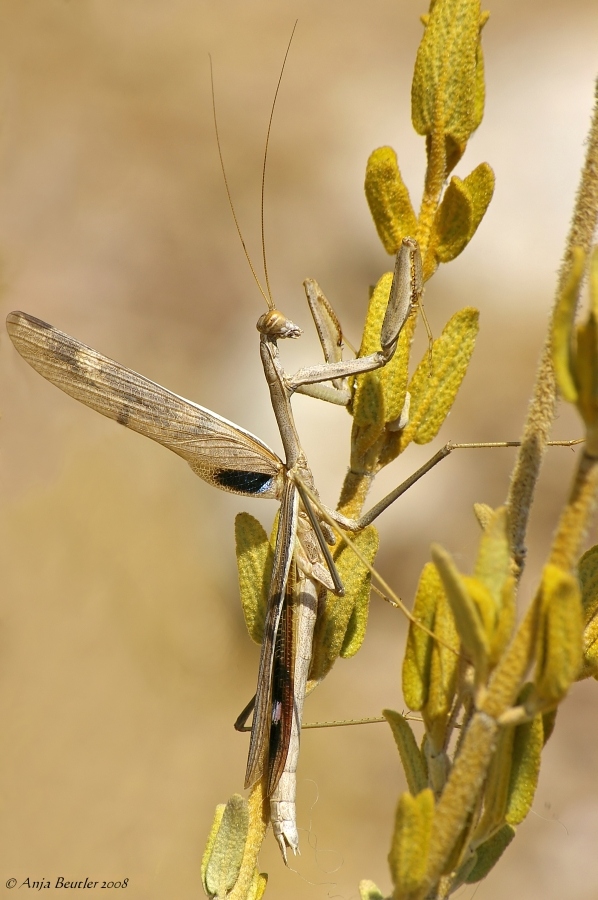 Gottesanbeterin (mantis religiosa)