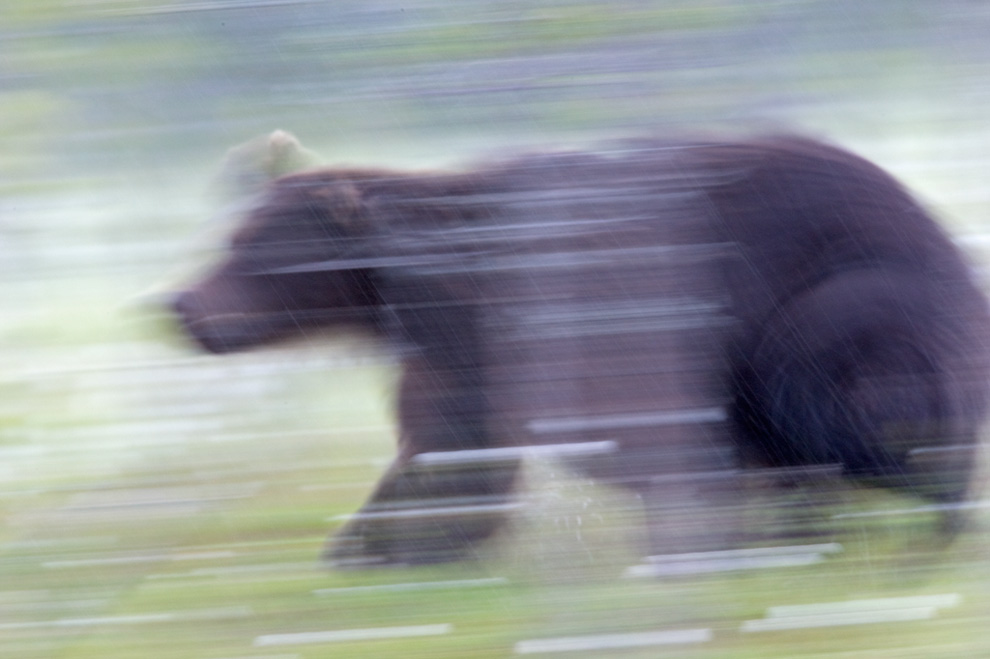 Braunbär im strömenden Regen