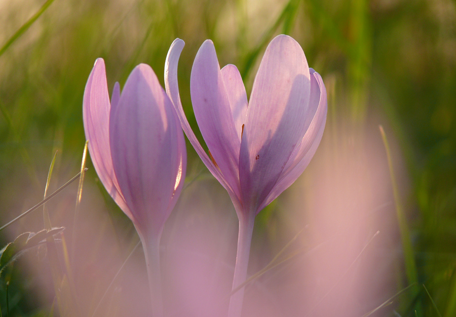 Durch den rosa Vorhang