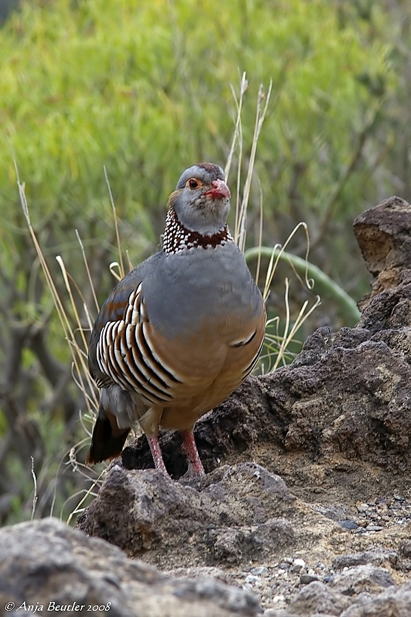 Felsenhuhn (Alectoris barbara)