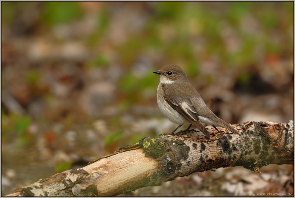 am Waldboden... Trauerschnäpper *Ficedula hypoleuca*