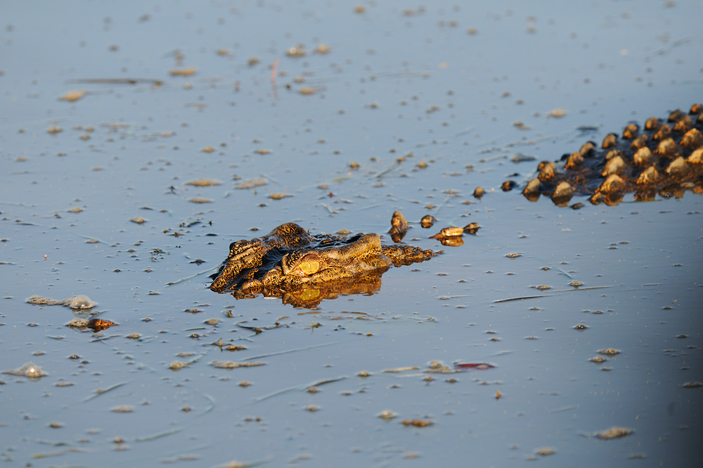 Leistenkrokodil im Yellow River