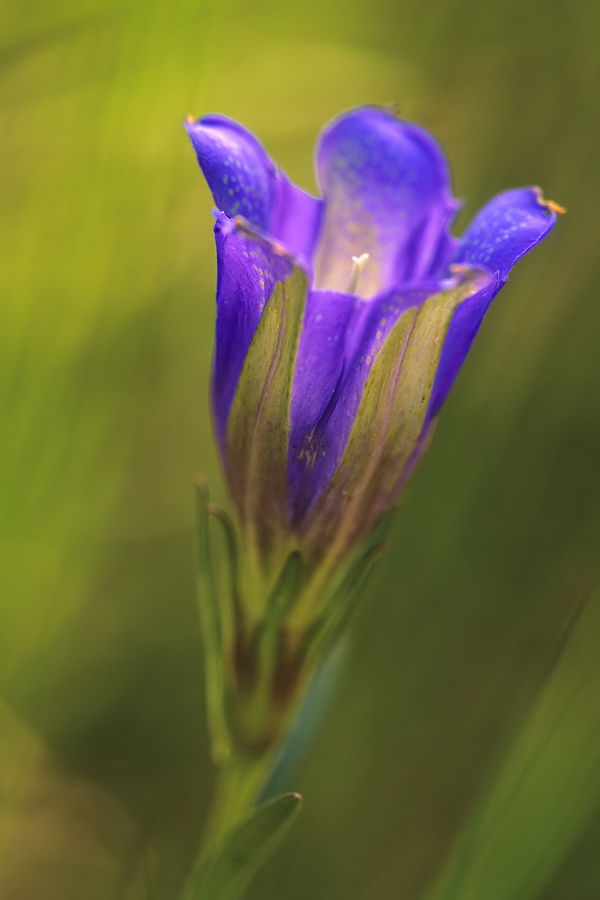 Lungen-Enzian (Gentiana pneumonanthe) II