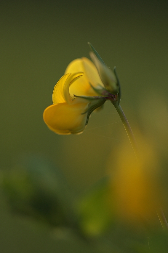 Gewöhnlicher Hornklee (Lotus corniculatus)