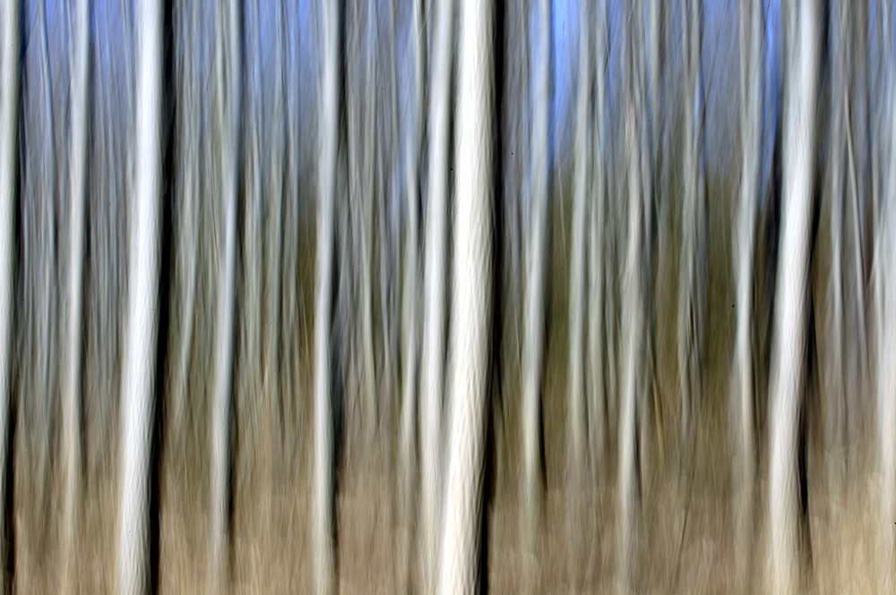 Wald die 2.