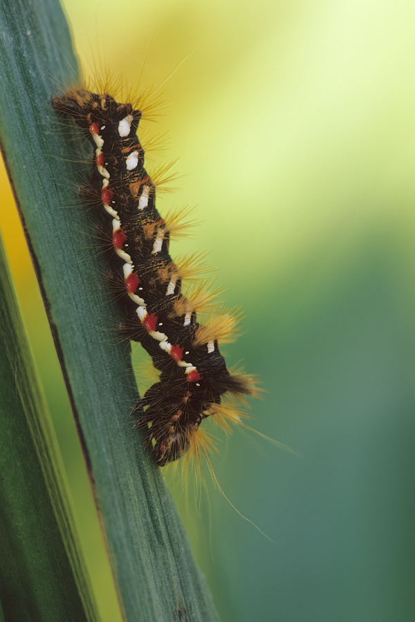 Raupe der Ampfereule oder Ampfer-Rindeneule (Acronicta rumicis)