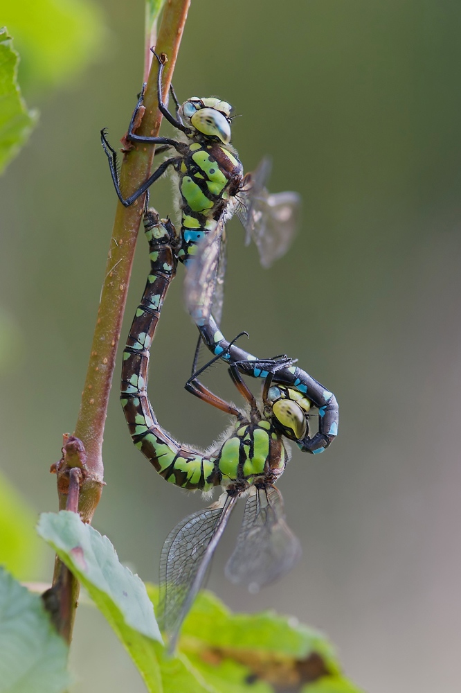 Aeshna cyanea - Paarungsrad