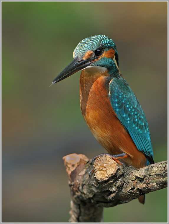 Eisvogel