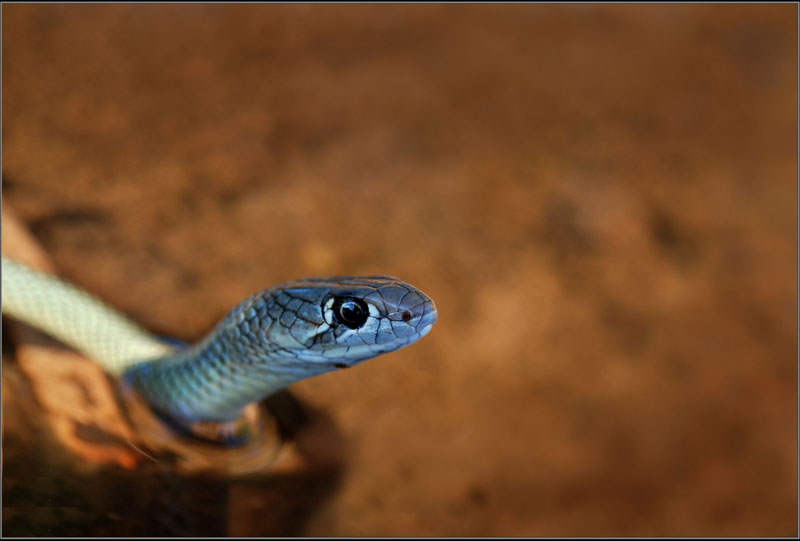 Demansia psammophis