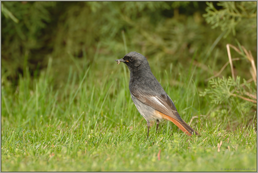 Flachlandtiroler... Hausrotschwanz (m) *Phoenicurus ochruros*