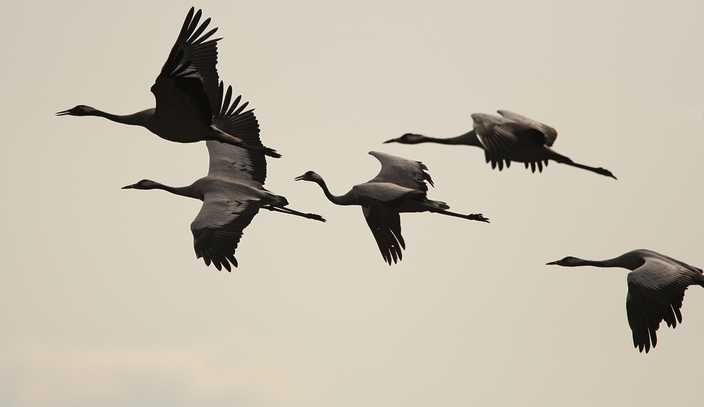 Die Kraniche im Flug