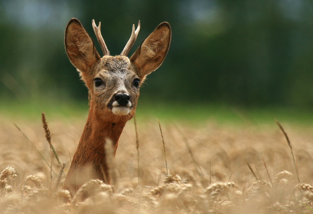 junger Bock in der Blattzeit