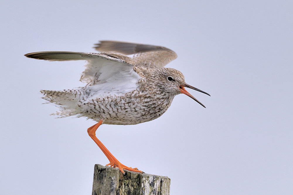 Rotschenkel (Forum für Naturfotografen)